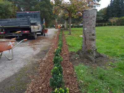 Bordon Military Cemetery Box Hedging Installation