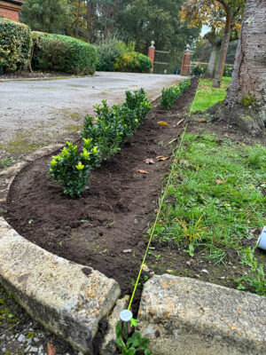 Bordon Military Cemetery Box Hedging Installation