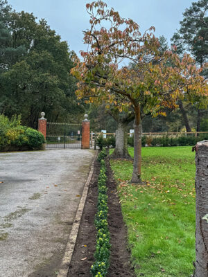 Bordon Military Cemetery Box Hedging Installation